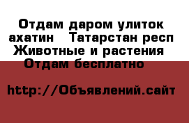 Отдам даром улиток ахатин - Татарстан респ. Животные и растения » Отдам бесплатно   